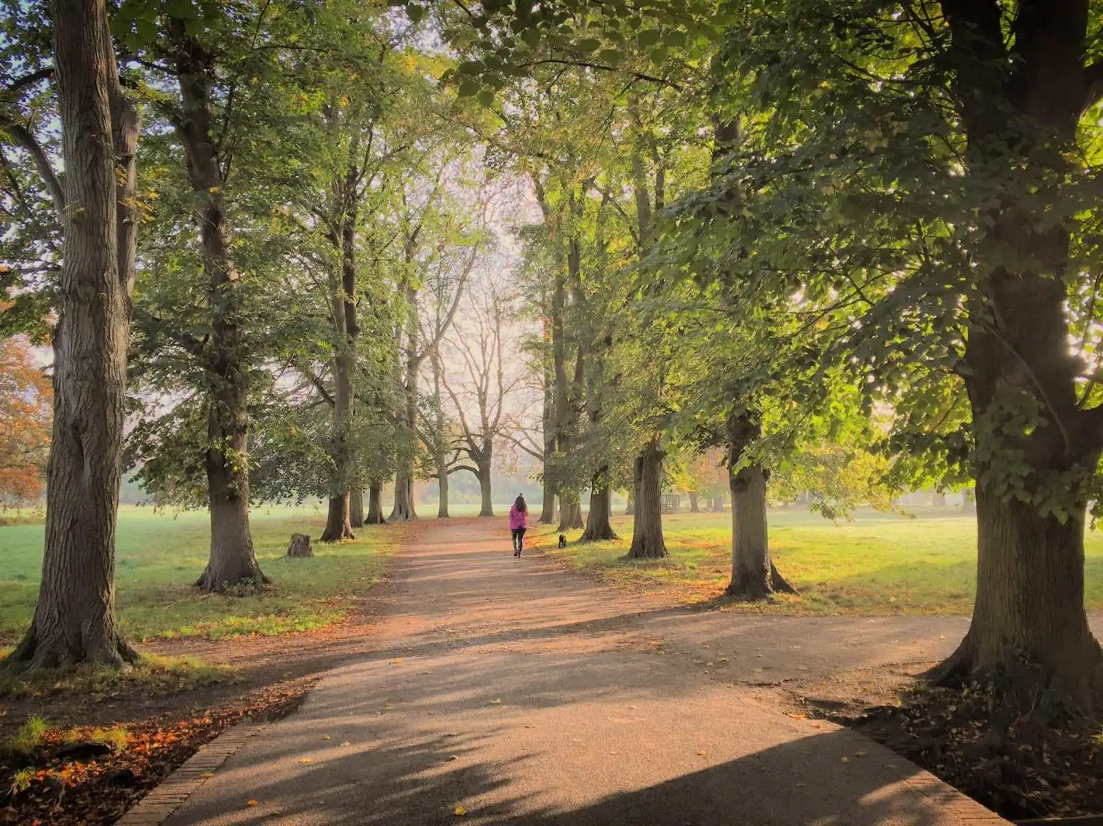 Tree lined path in autumn representing tree work by Pollards Forestry & Landscaping Contractors Keighley